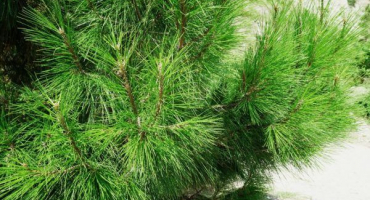 Pitsundská borovice: radost zahradníků